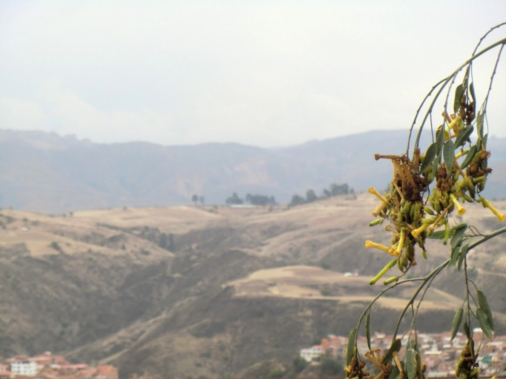 sucre_nature