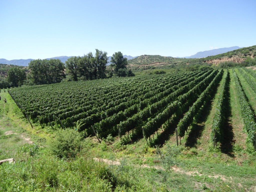 trj_vinyard